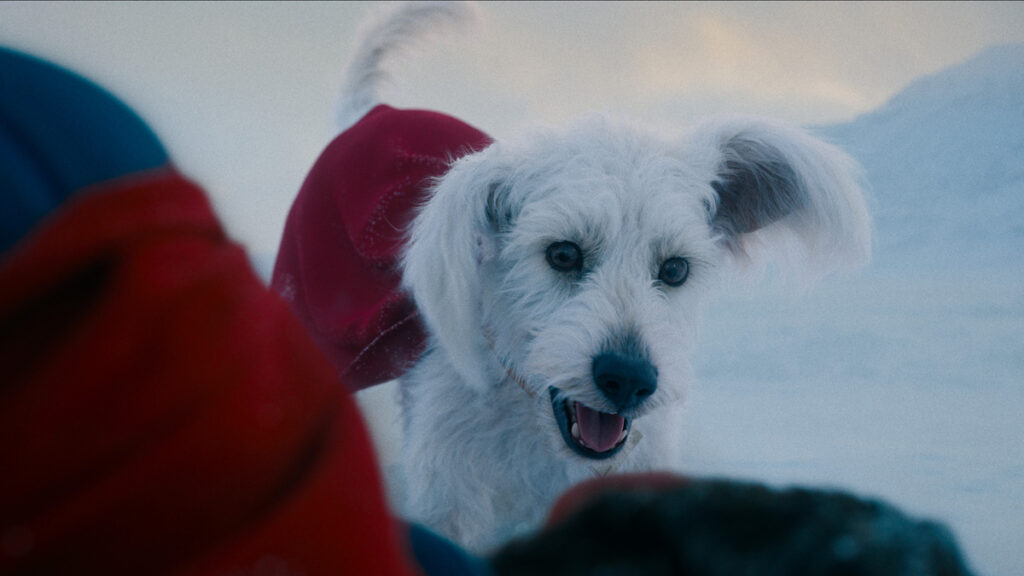 Krypto de Superman suscite 513% d'intérêt pour les adoptions pour animaux de compagnie